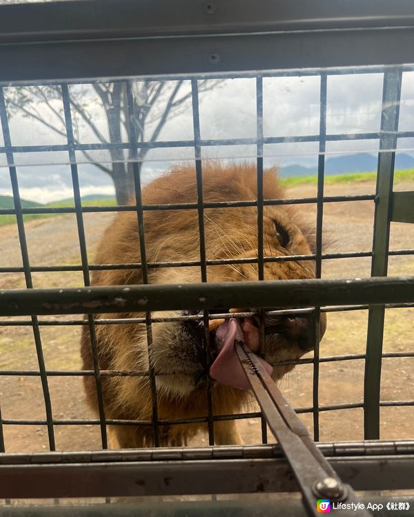 可以親自餵獅子既動物園