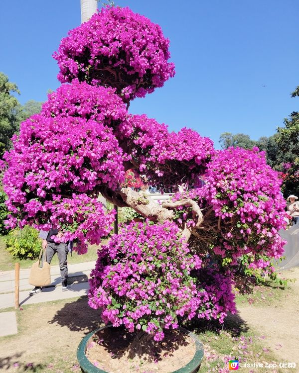 欣賞勒杜鵑花