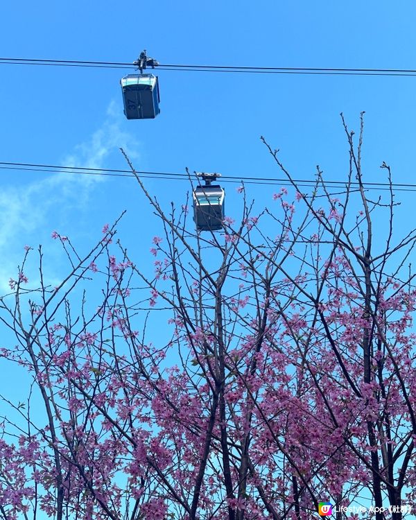 期間限定-港版櫻花🌸