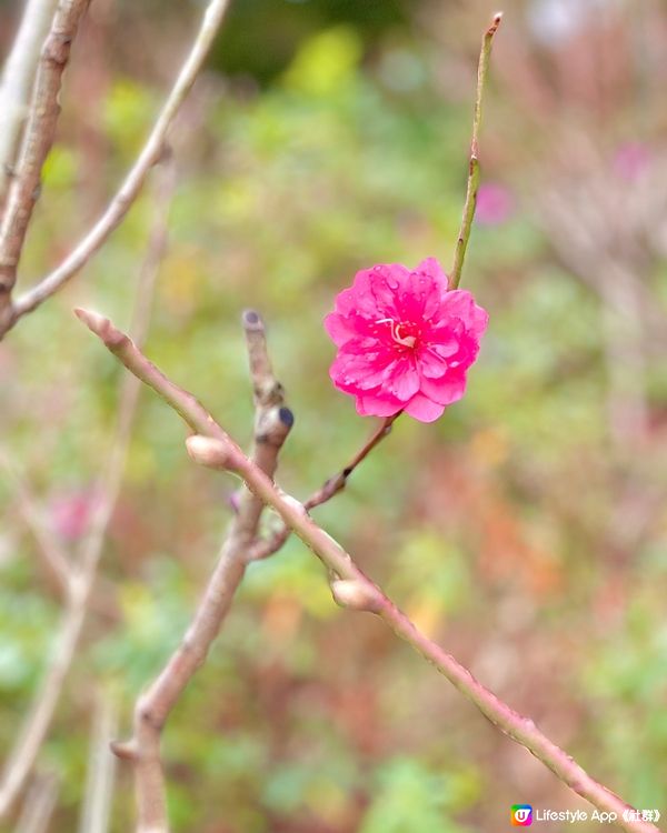 隱匿山間的小眾絕美寺廟，新年祈福好去處