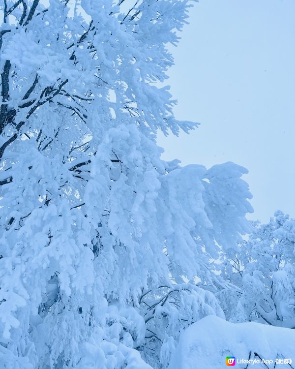 藏王樹冰