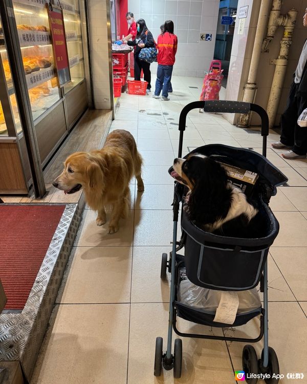 買麵包的時候見到兩只可愛的狗狗在等主人🐶