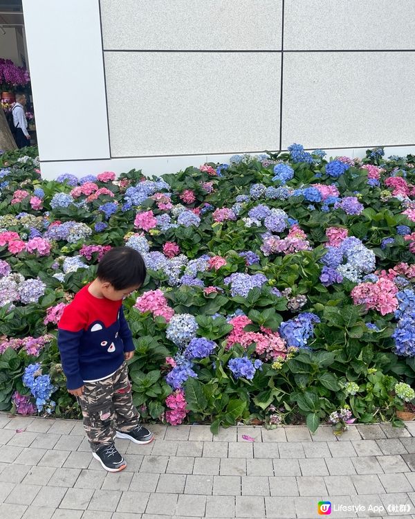 南頭古城荷蘭花卉小鎮