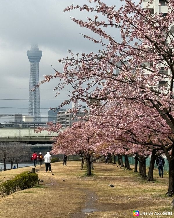 盛放的河津櫻🌸