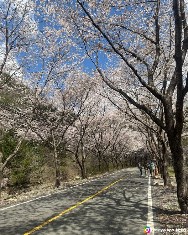 【首爾出發4小時】韓國小眾賞櫻花地點-馬耳山道立公園