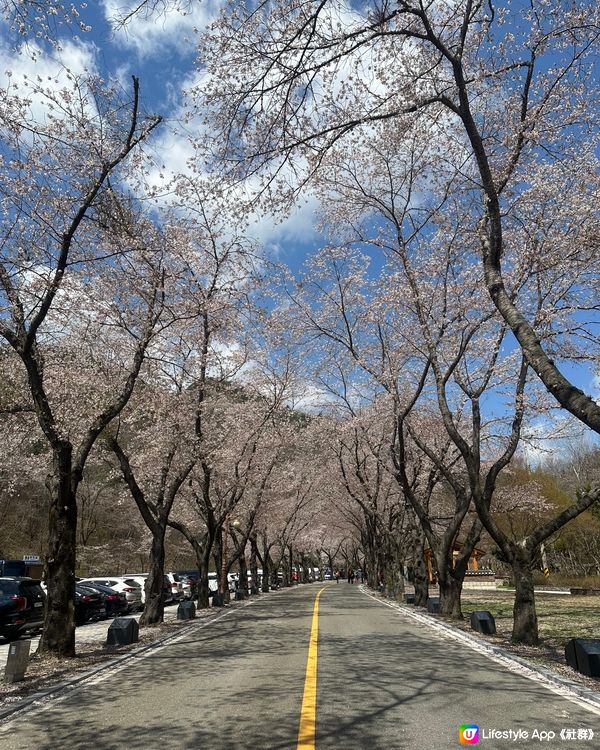 【首爾出發4小時】韓國小眾賞櫻花地點-馬耳山道立公園