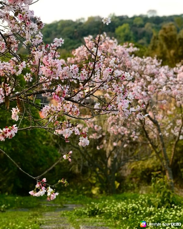 陽明山 🌸🌸🌸 櫻花季🤳🏻打卡必到
