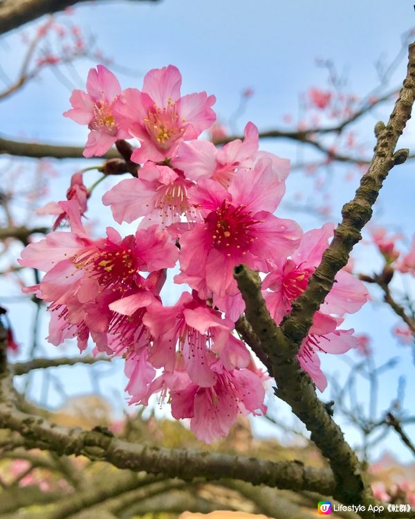 陽明山 🌸🌸🌸 櫻花季🤳🏻打卡必到
