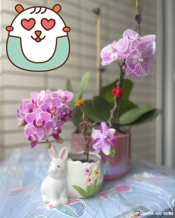 《超可愛》復活兔🐰陶瓷花盤😍😍😍