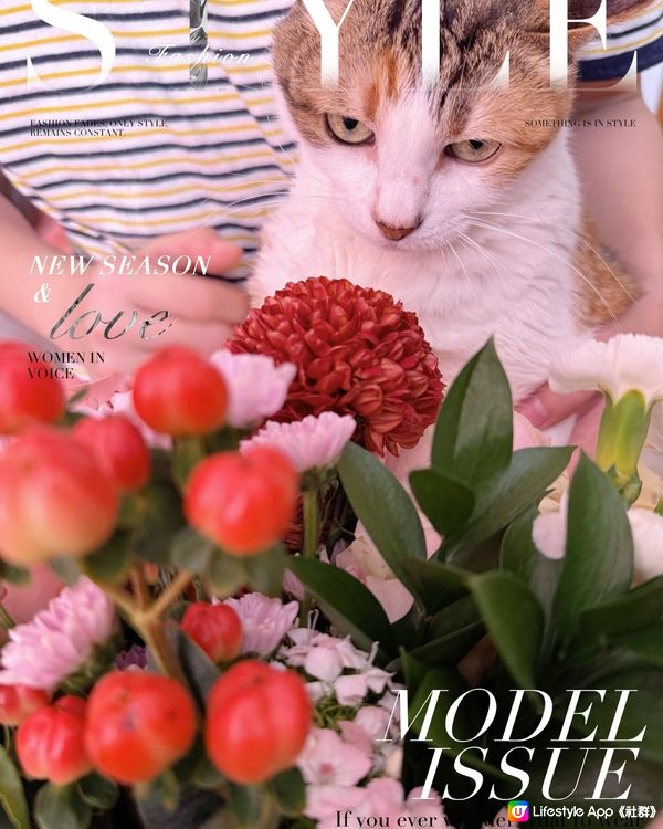 可愛貓貓與花打卡