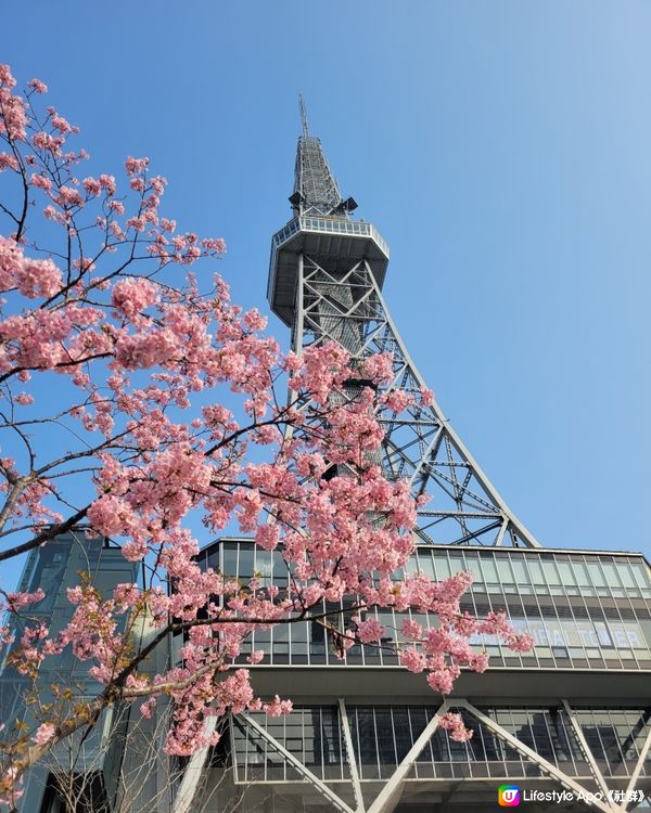 小眾景點：名古屋電視塔前的櫻花🌸