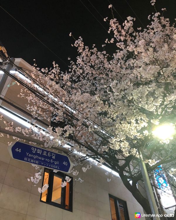 🎐首爾- 合井站夜櫻