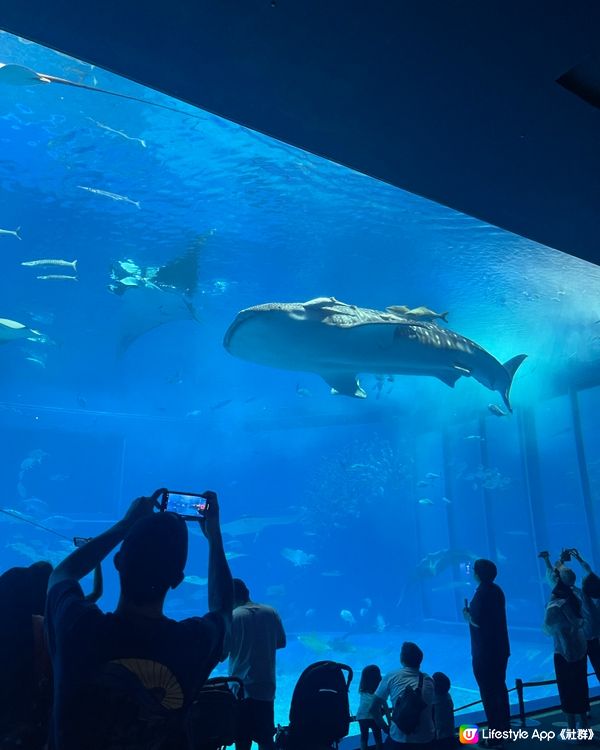 沖繩必打卡景點🐋美麗海水族館