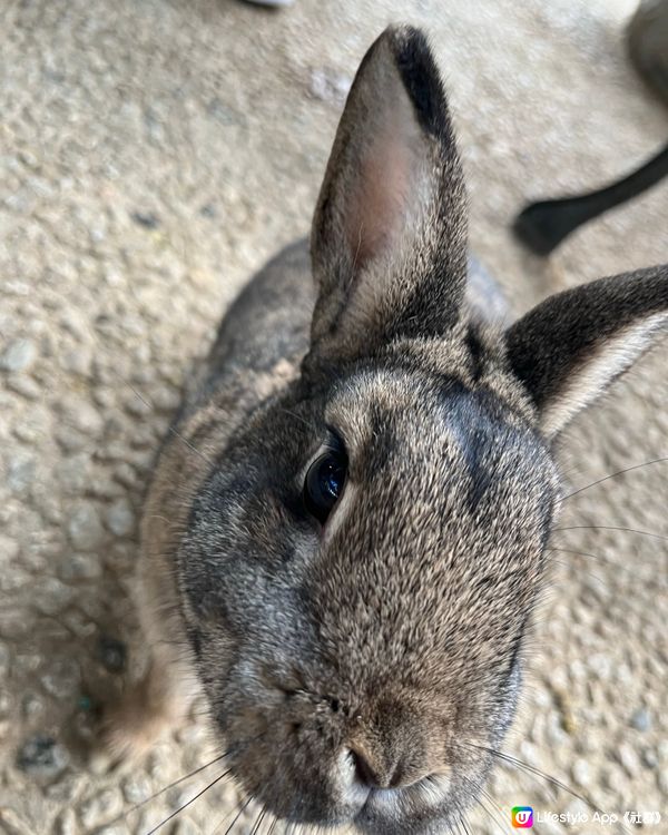 零距離接觸兔兔🐰