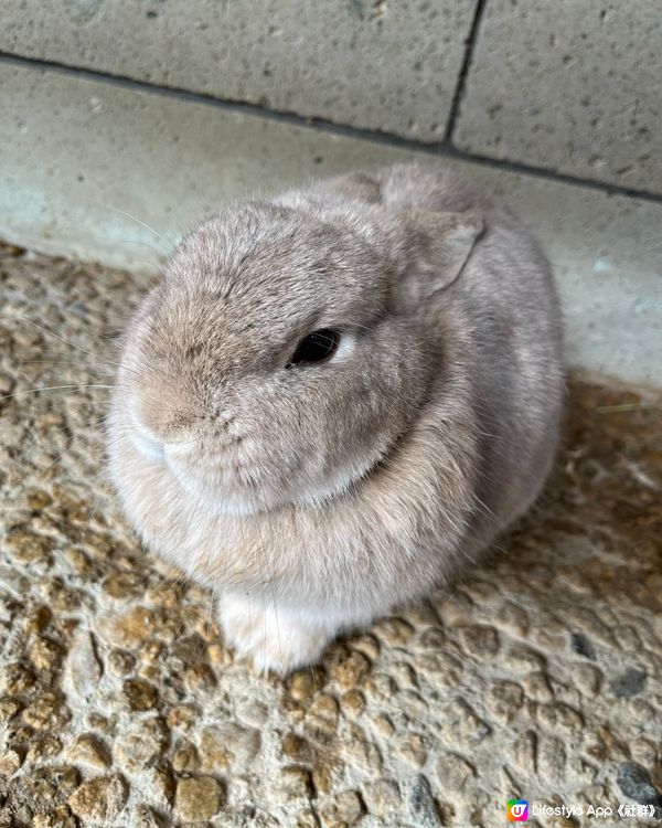 零距離接觸兔兔🐰