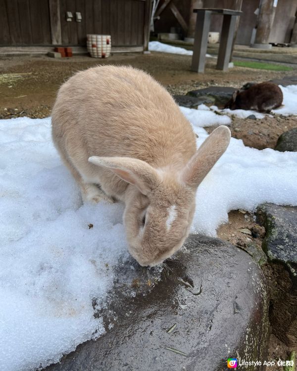 零距離接觸兔兔🐰