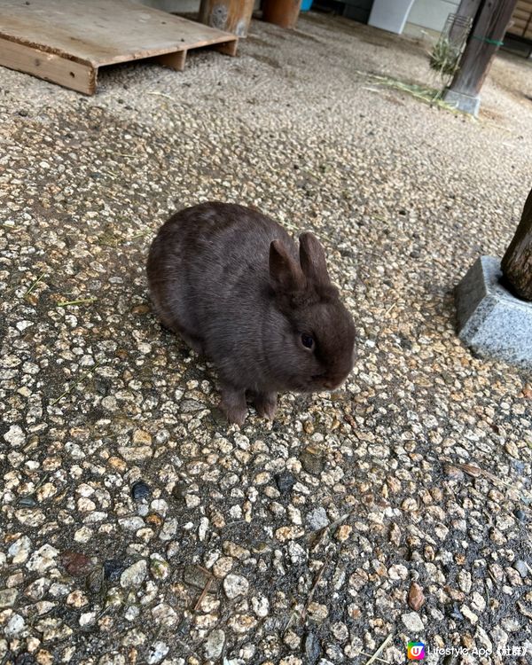 零距離接觸兔兔🐰