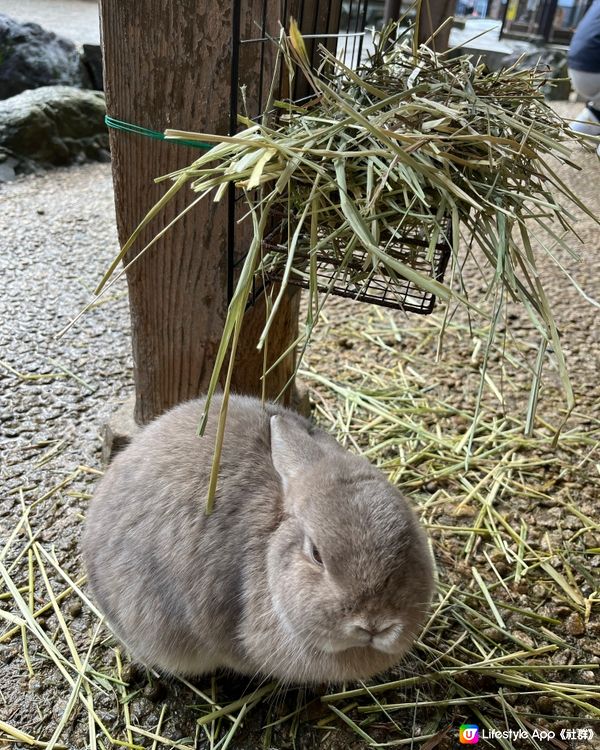 零距離接觸兔兔🐰