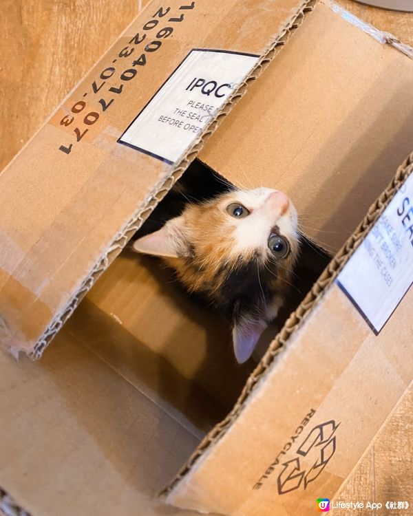 紙箱貓貓の~ 興奮到模糊🫨