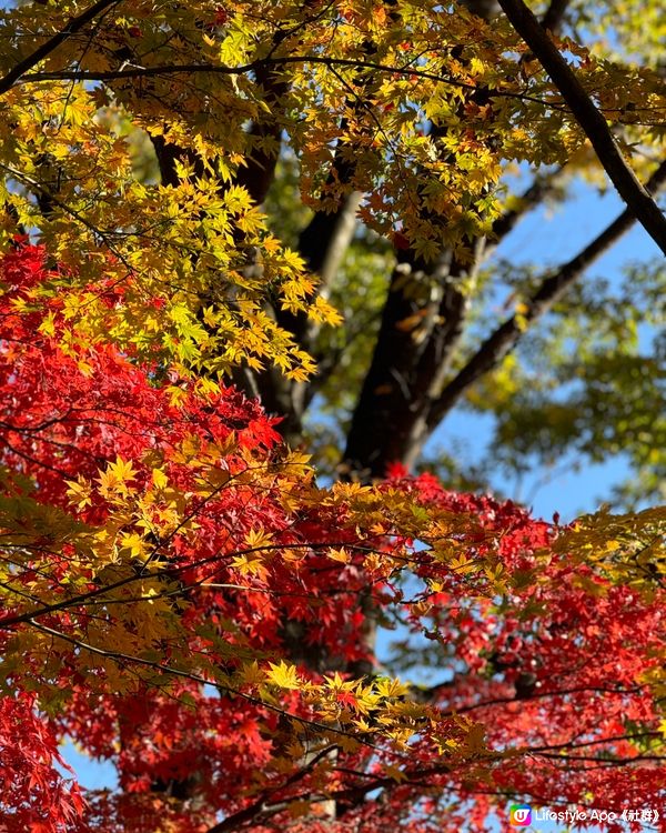 🛫《開始plan吓》🍁秋季旅行～青森庭園打卡& Cafe 🥰