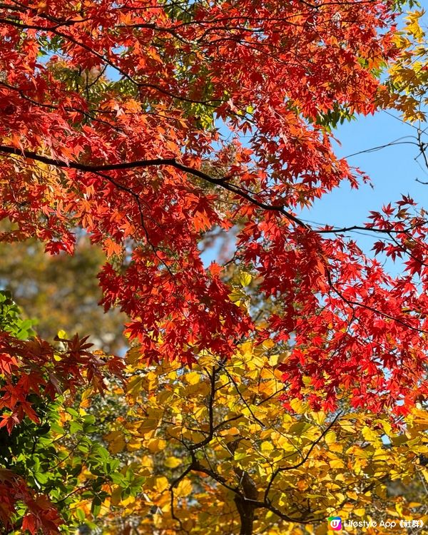 🛫《開始plan吓》🍁秋季旅行～青森庭園打卡& Cafe 🥰