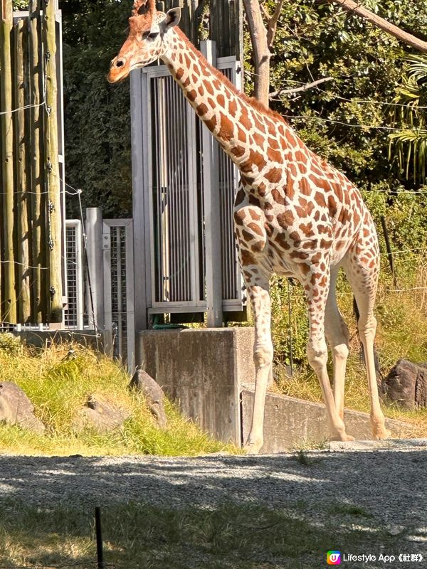 大阪動物園