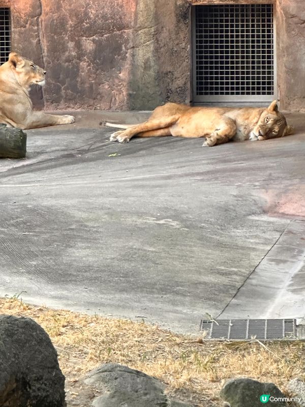 大阪動物園