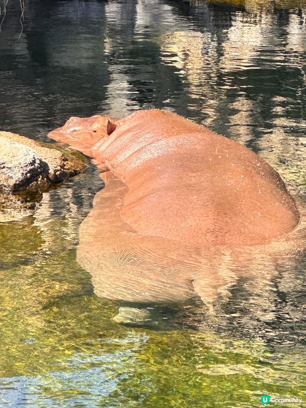 大阪動物園