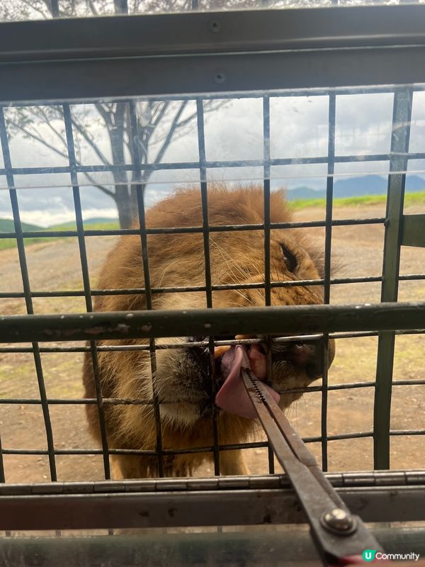 可以親自餵獅子既動物園