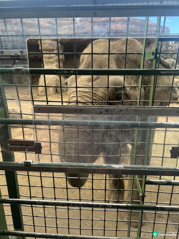 可以親自餵獅子既動物園