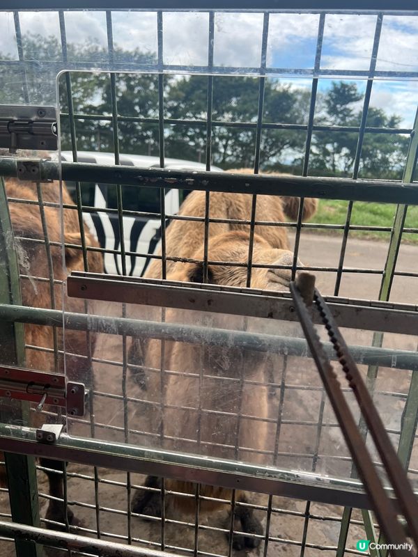 可以親自餵獅子既動物園