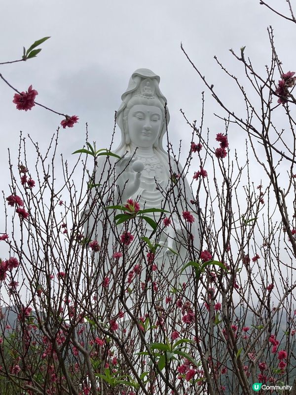 大埔慈山寺的一個下午