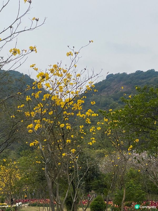 西樵山風景區