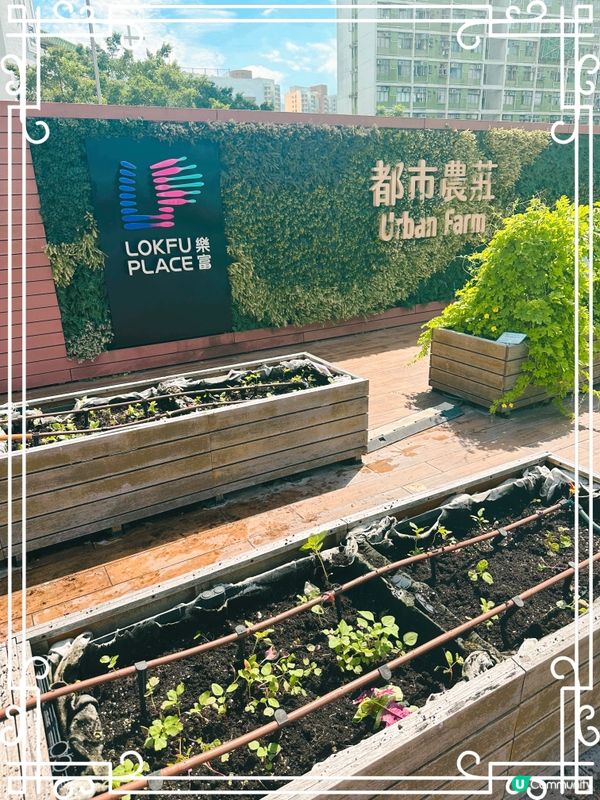 #社群歎世界 鬧市之中的一塊綠洲。Urban Farm at...