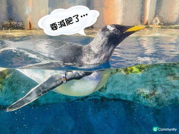 OP 尋「奇」記 🐧