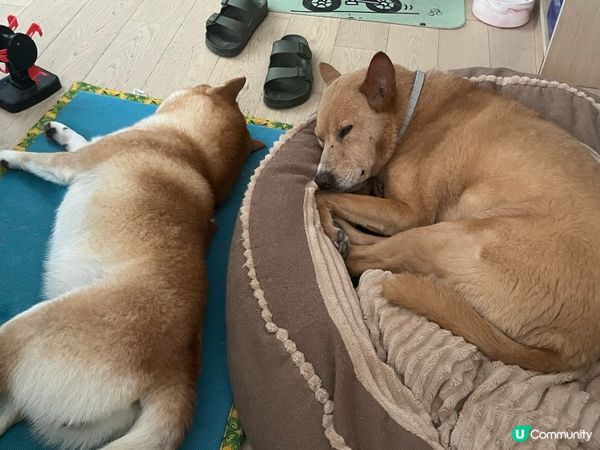 為何寄宿狗狗 都特別喜歡睡在這張墊或床