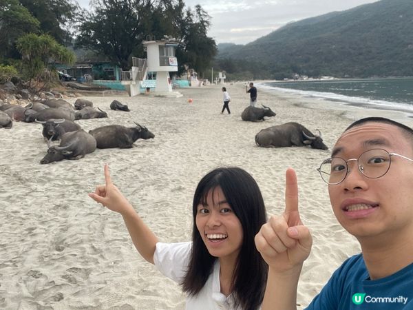 🐮 新城貝澳露營|睇水牛+沙灘+星空,一次過滿足! 🏕️