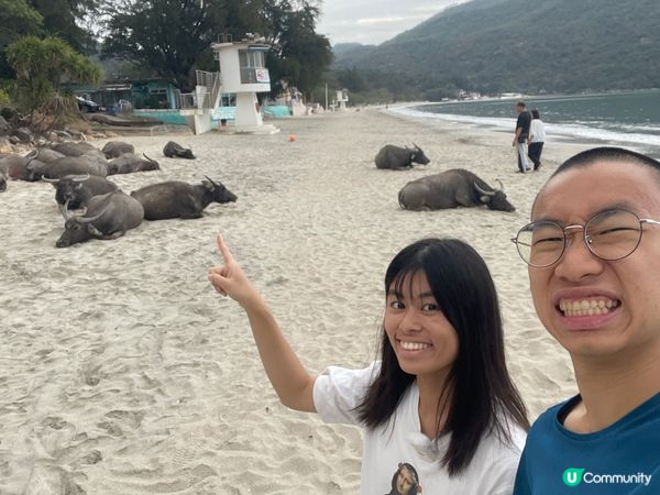 🐮 新城貝澳露營|睇水牛+沙灘+星空,一次過滿足! 🏕️