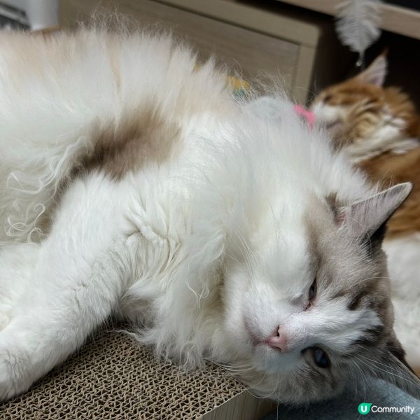 睡到反白眼的貓