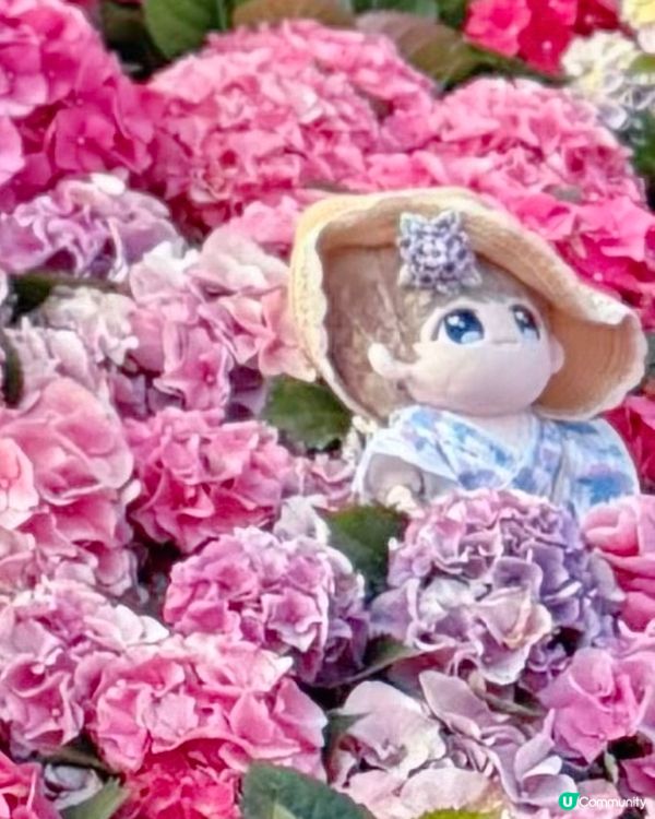 🌸花展中的巨型禮物盒🎁