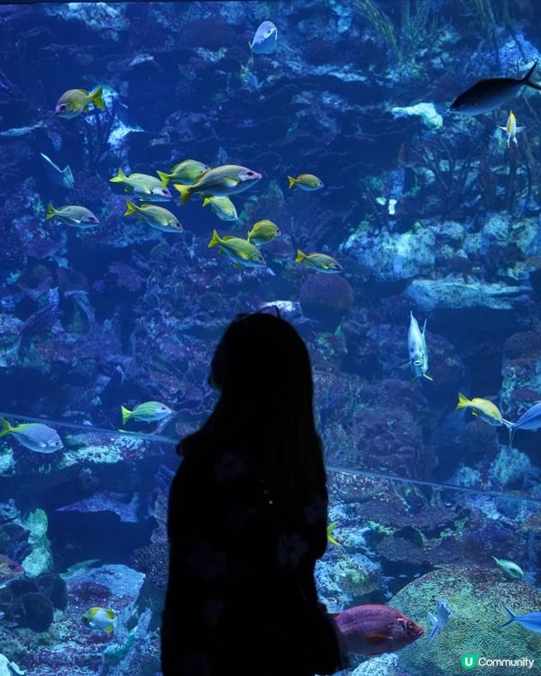 刺激好玩又浪漫💖海洋公園情人節攻略