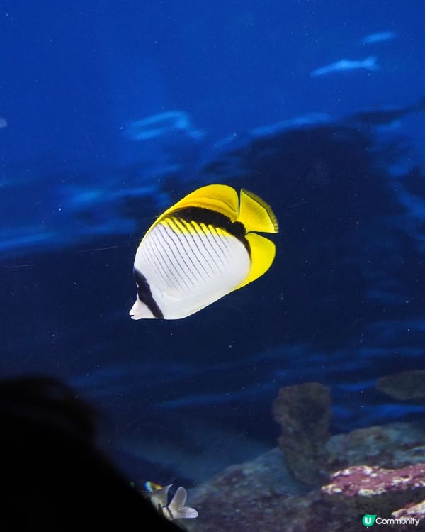 刺激好玩又浪漫💖海洋公園情人節攻略