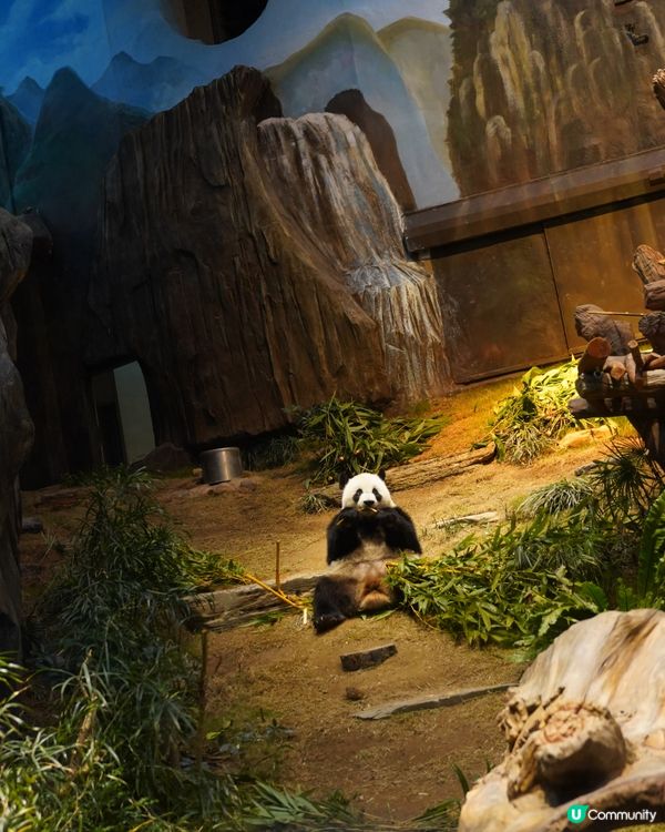 刺激好玩又浪漫💖海洋公園情人節攻略