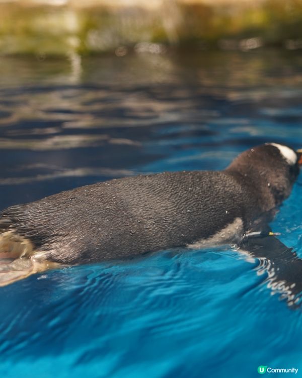 刺激好玩又浪漫💖海洋公園情人節攻略