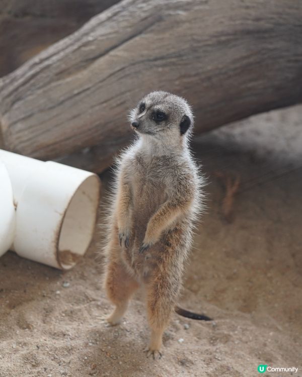 刺激好玩又浪漫💖海洋公園情人節攻略