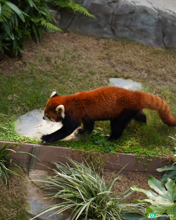 刺激好玩又浪漫💖海洋公園情人節攻略