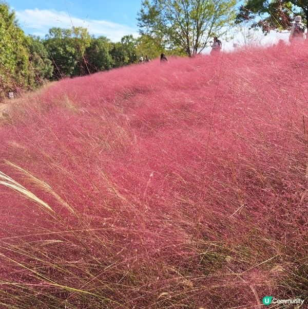 一定要來花之丘!