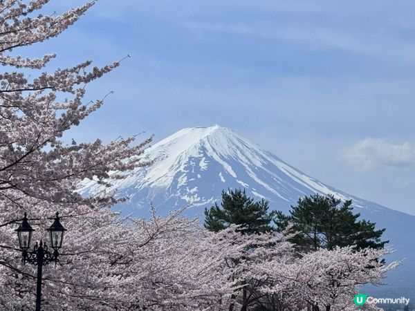 富士山🗻櫻花🌸get