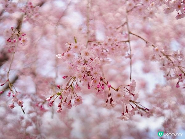 富士山🗻櫻花🌸get