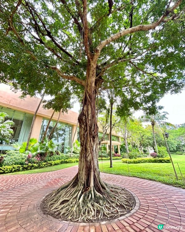 屯門·掃管笏·黃金海岸酒店💚歐式庭院